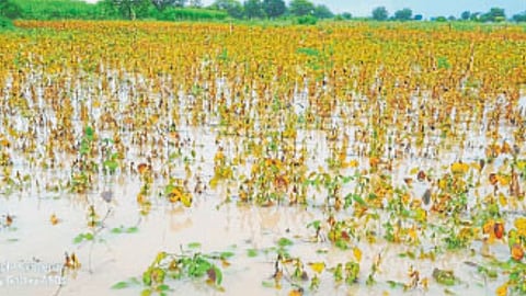 Unseasonal Rain Relief