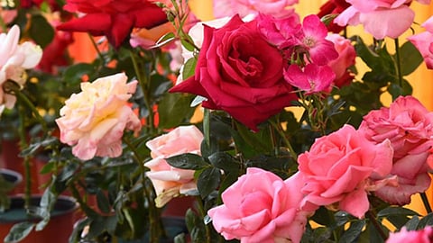 Rose Market 