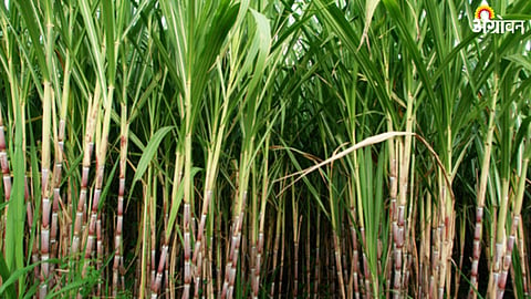 Sugarcane Technology