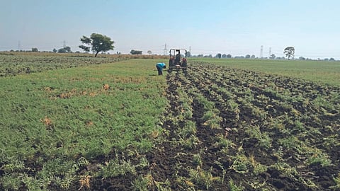 chana Crop 