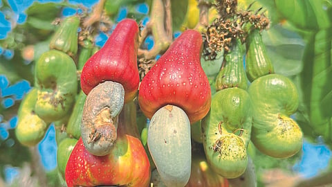 Cashew Season : काजू हंगामाची सुरुवात निराशाजनक