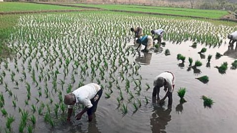 Paddy Transplanting 
