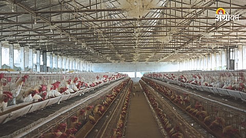 Poultry Farming