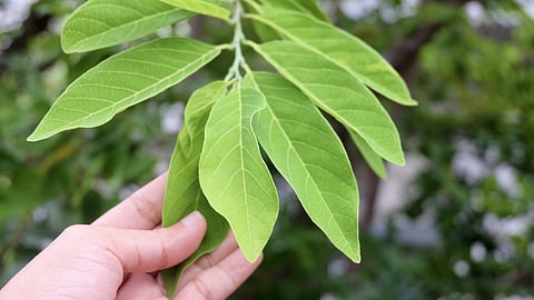 Ramphal Leaves