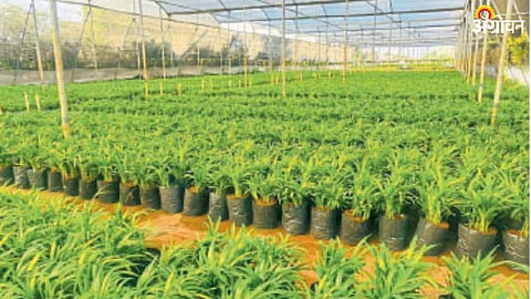 Nursery