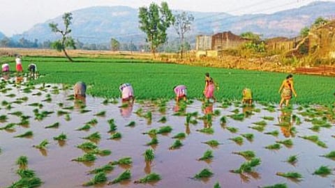 Paddy Cultivation