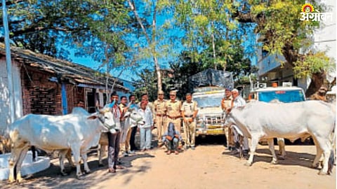 Bull Theft in Sindkheda