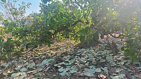 Cashew Crop Damage