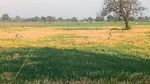 Chana Disease