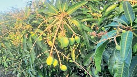  Mango