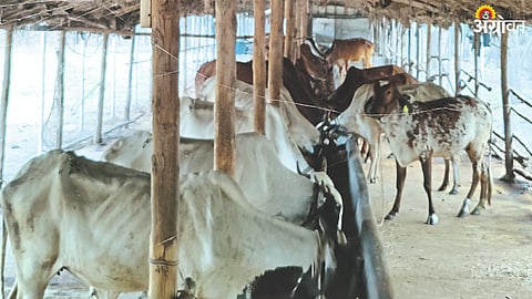 Desi Cow