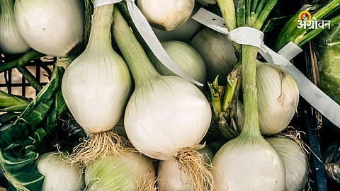 White Onion