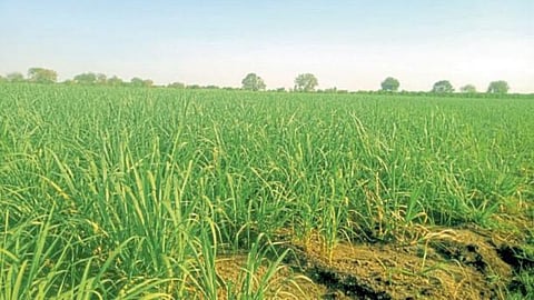 Sugarcane Cultivation