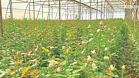 Rose Farming