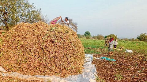 Rajma Harvesting 