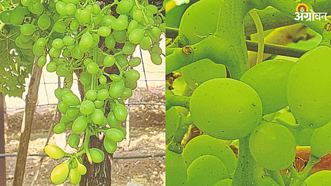 Grape Crop