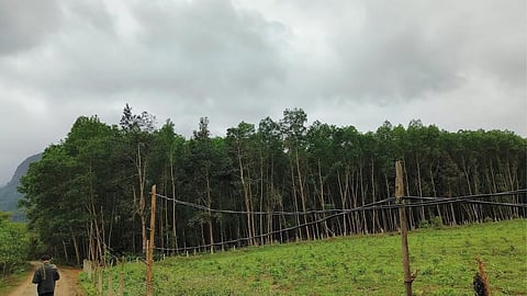 Vietnam Forestation