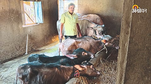 Animal Care