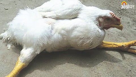 Chicken Disease