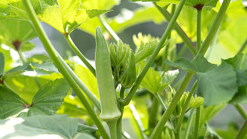 Bhendi Cultivation