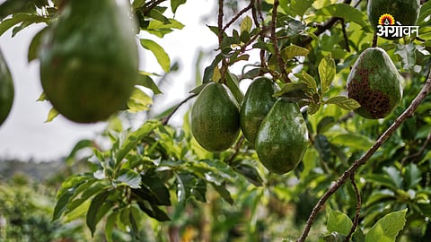 Avocado
