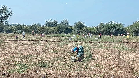 Onion Market rate