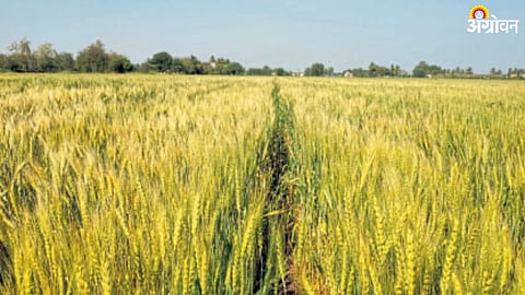 Wheat Harvesting