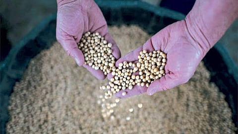 Soybean Market