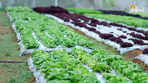 Organic Farming 