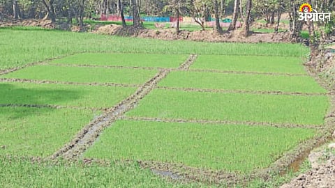 Summer Paddy Farming
