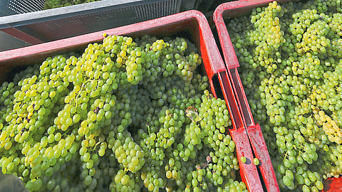 Grape 