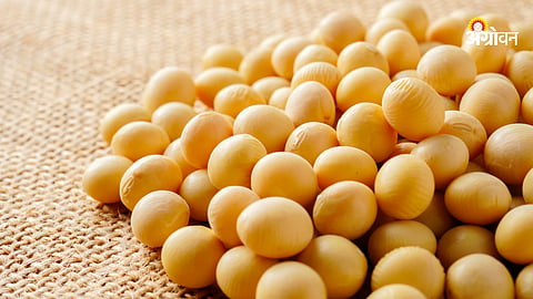 Soybean Market