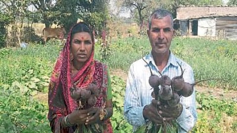 Vegetable Cultivation 