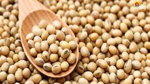 Soybean Market Rate