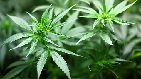 Marijuana 