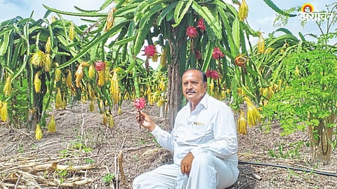 Dragon Fruit
