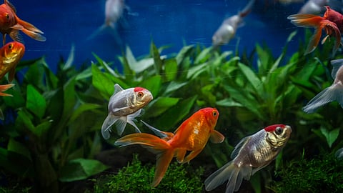 Aquarium Management
