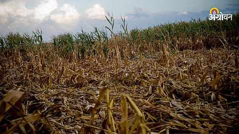Crop Insurance
