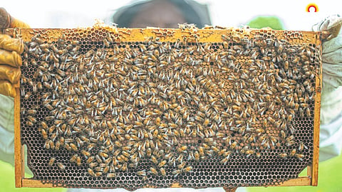 Honeynet 