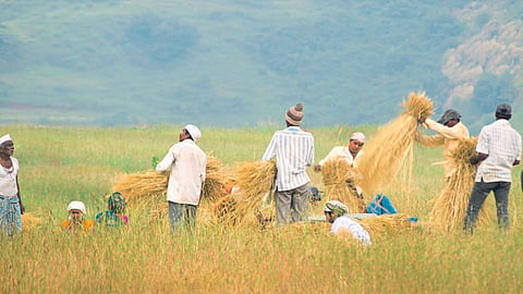 Indian Agriculture