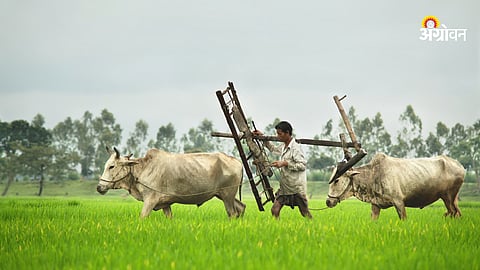 Farmer Subsidy