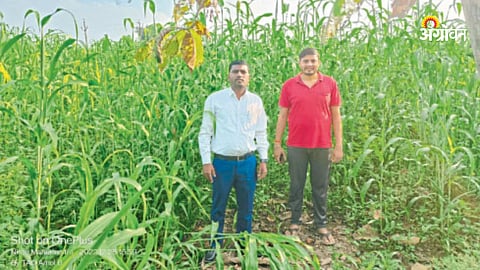Jowar Cultivation