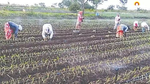Onion Cultivation