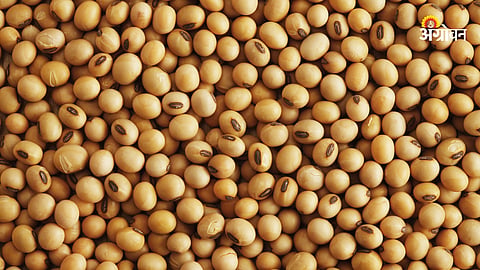 Soybean Rate