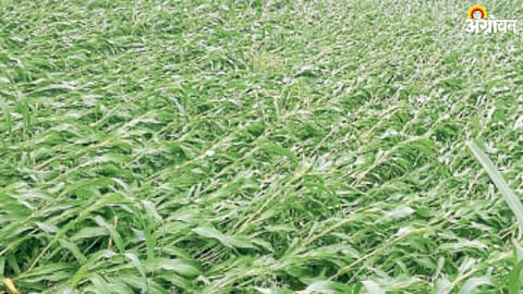 Crop Damage