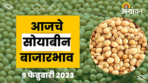 Soybean Rate