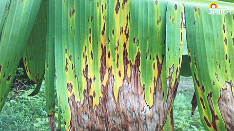 Banana