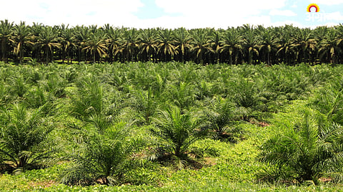 Palm Farming