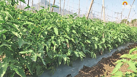 Tomato