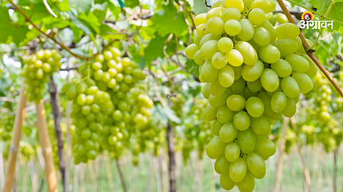 Grape Rate